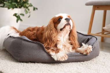 Şirin süvari Kral Charles evcil hayvan yatağında yatıyor.