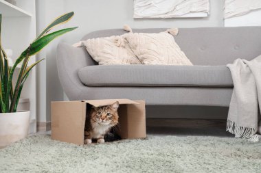 Evdeki ters dönmüş karton kutuda oturan sevimli kedi.