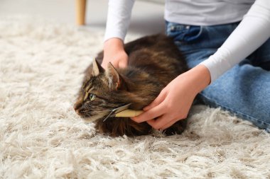 Genç bir kadın evdeki halıda kediyi fırçalıyor, yakın plan.