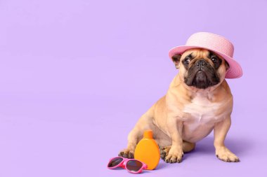 Güneş kremi, şapka ve güneş gözlüğü ile leylak arka planda şirin bir Fransız bulldog 'u.