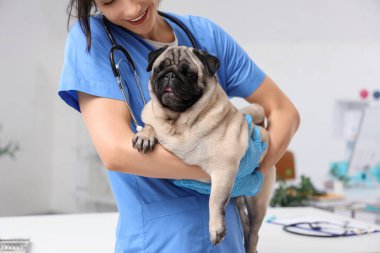 Klinikte köpekli bir kadın veteriner, yakın plan.