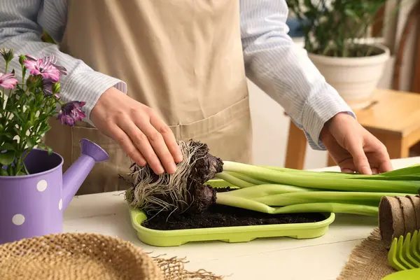 Kadın bahçıvan sümbül çiçeğini ışık masasında yeniden saksılıyor, yakın plan.