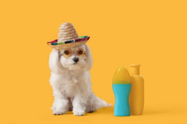 Sarı arka planda güneş kremi sürmüş şapkalı şirin Bolonez köpeği.