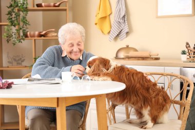Üst düzey kadın yemek masasında yakışıklı şövalye Kral Charles spaniel köpeğiyle oturuyor.