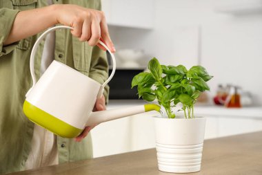 Mutfakta fesleğen sulayan kadın.