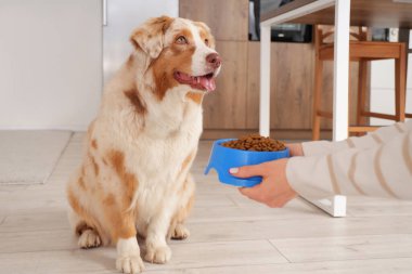 Avustralya çoban köpeği ve dişi elleri evde bir kase kuru evcil hayvan yiyeceğiyle