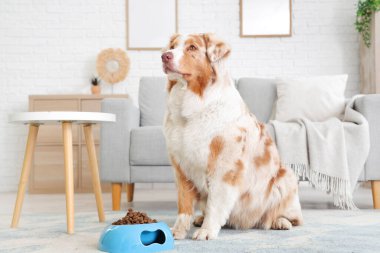 Avustralya çoban köpeği ve evde kuru evcil hayvan yiyeceği ile bovling