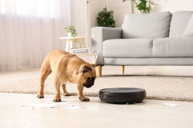 Robot elektrik süpürgesi ve yırtık kağıdın yanında sevimli bir buldog.