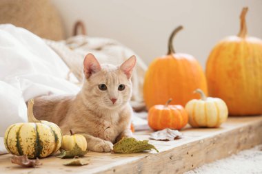 Sonbahar yaprakları ve yatak odasında battaniyenin altında uzanan balkabaklarıyla komik bir kedi.