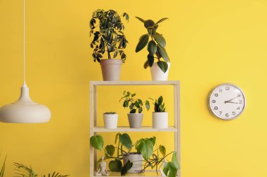 Sarı duvarda bitki ve saat rafları.