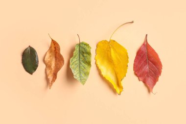 Renkli arkaplanda güzel sonbahar yaprakları dizisi