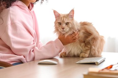 Güzel genç Afro-Amerikalı kadın evde sevimli Maine Rakun kedisiyle çalışıyor, yakın plan.