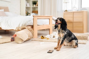 Pis yatak odasında yerde cep telefonu olan yaramaz cocker spaniel.