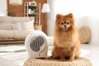 Evde elektrikli vantilatör ısıtıcısı olan şirin Pomeranya köpeği.