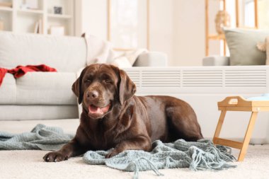 Şirin Labrador köpeği evdeki elektrikli konteyner ısıtıcısının yanında, ekosenin üzerinde yatıyor.
