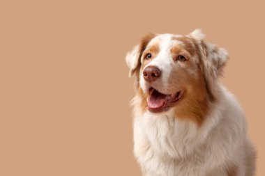 Bej arka planda sevimli Avustralya çoban köpeği