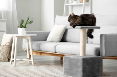 Şirin pofuduk kedi evdeki tırmalama direğinde yatıyor.