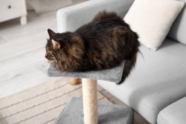 Evdeki tırmalama direğine uzanmış sevimli tüylü kedi, yakın plan.