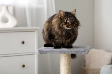 Şirin pofuduk kedi evde tırmalama direğinde oturuyor, yakın plan.