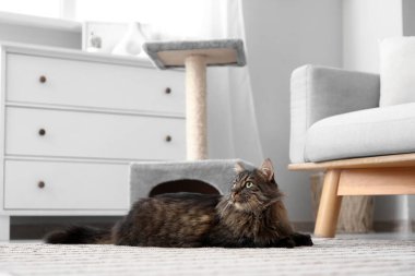 Şirin pofuduk kedi evde tırmalama direğinin yanında yatıyor.