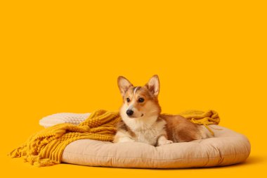 Evcil hayvan yatağında turuncu arka planda yatan ekoseli şirin Corgi köpeği.
