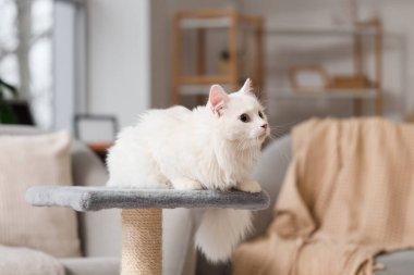 Evdeki tırmalama direğinde yatan sevimli beyaz kedi.