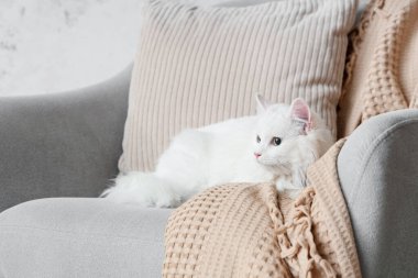 Evdeki koltukta uzanan ekose ve minderli şirin beyaz kedi, yakın plan.