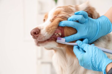 Avustralya çoban köpeğinin dişlerini fırçalayan kadın veteriner klinikte, yakın plan. Hayvan Diş Sağlığı Ayı