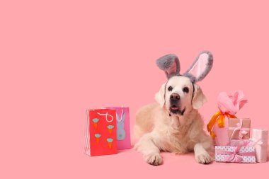 Alışveriş torbaları, hediye kutuları ve pembe arka planda Paskalya yumurtası olan tavşan kulaklı şirin Golden Retriever köpeği.