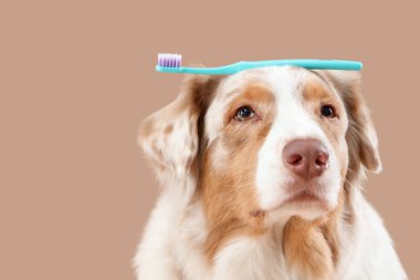 Bej arka planda diş fırçası olan sevimli bir köpek.