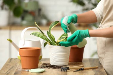 Odadaki masanın üzerine Sansevieria yaprakları püskürten bir kadın. Yakın çekim.