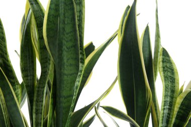 Beyaz arkaplanda güzel sansevieria yaprakları