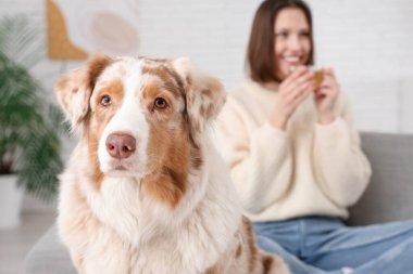 Tatlı Avustralya çoban köpeği ve evde çay içen genç bir kadın.