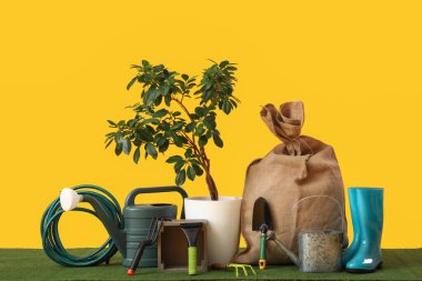 Bahçe malzemeleri ve sarı arka planda dekoratif ağaç.