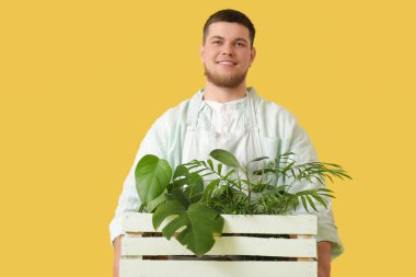 Sarı arka planda bitkileri olan bir kutu taşıyan yakışıklı genç adam.