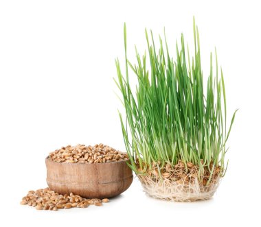 Beyaz arkaplanda taze buğday çimi