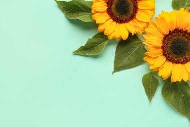 Turkuaz arka planda güzel ayçiçekleri ve yapraklar