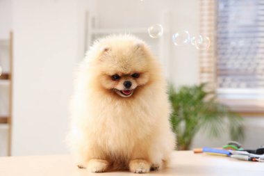 Sabun köpükleri ve kuaförde oturan sevimli bir köpek.