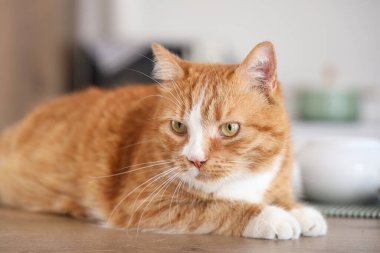Mutfaktaki masada yatan sevimli kırmızı kedi, yakın plan.