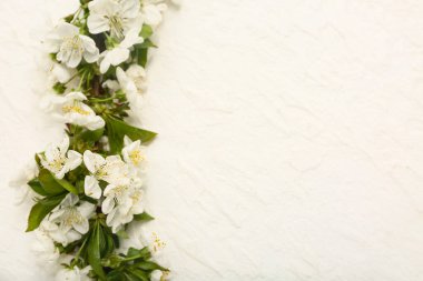 Beyaz arkaplanda çiçek açan güzel bir dal