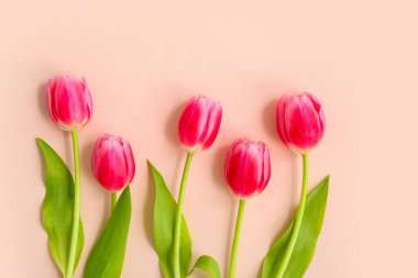 Pembe arka planda güzel laleleri olan kompozisyon