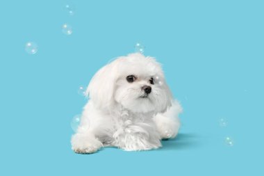 Mavi arka planda sabun köpükleri olan şirin bir Maltese köpeği.