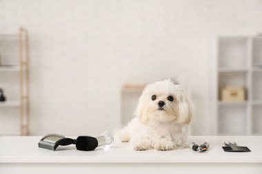 Salonunda tımar aksesuarları olan şirin bir Maltese köpeği var.