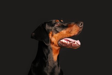 Karanlık arka planda sevimli Dobermann köpeği, yakın plan.
