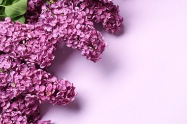 Renk arkaplanında çiçek açan leylak çiçekleri