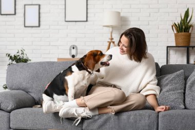 Evdeki gri koltukta sevimli Beagle köpeği olan genç bir kadın.