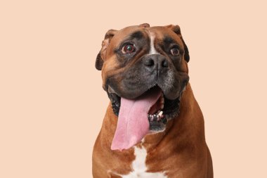 Bej arka planda şirin boksör köpeği.