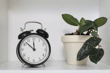 Alarm saati ve ev bitkisi beyaz rafta, yakın plan.