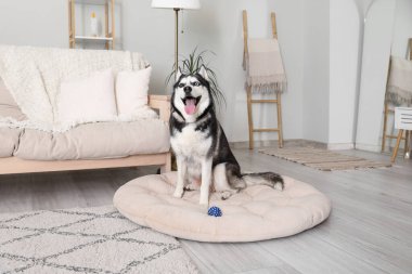 Evcil hayvan yatağındaki sevimli Husky köpeği.