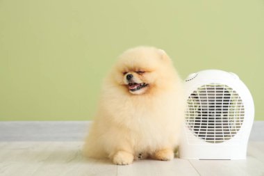 Yeşil duvarın yanında elektrikli vantilatör ısıtıcısı olan şirin Pomeranya salyası.